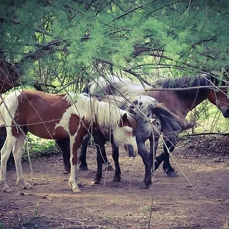 Guest house Des Pins *