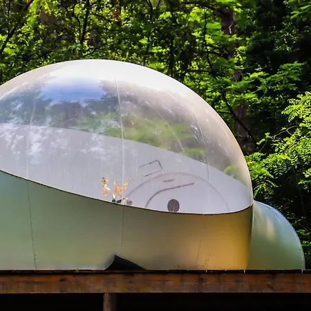 Des Pins Beynes (Alpes-de-Haute-Provence)