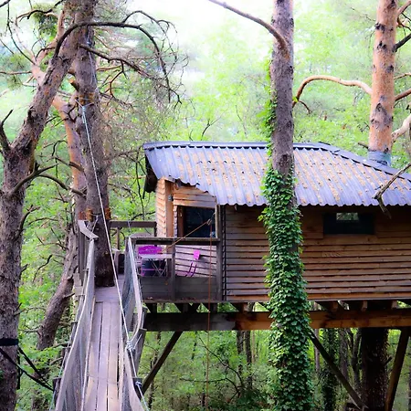 Des Pins Beynes (Alpes-de-Haute-Provence)