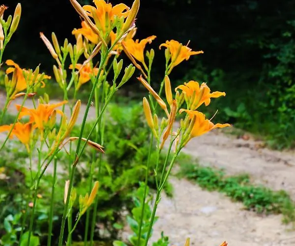 Casa de hóspedes Des Pins *