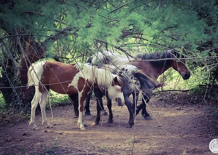 Casa de hóspedes Des Pins *