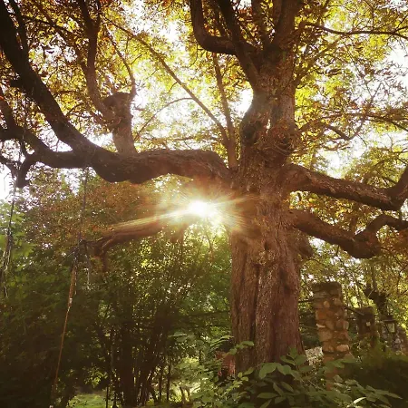 Des Pins 게스트하우스