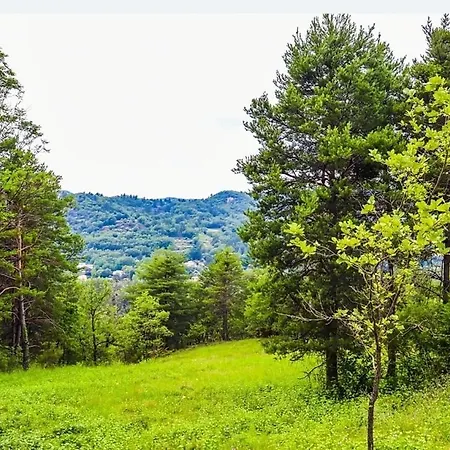 Des Pins * Beynes (Alpes-de-Haute-Provence)