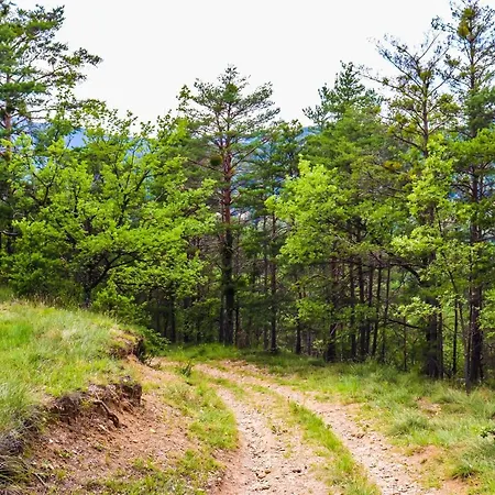 Des Pins * Beynes (Alpes-de-Haute-Provence)