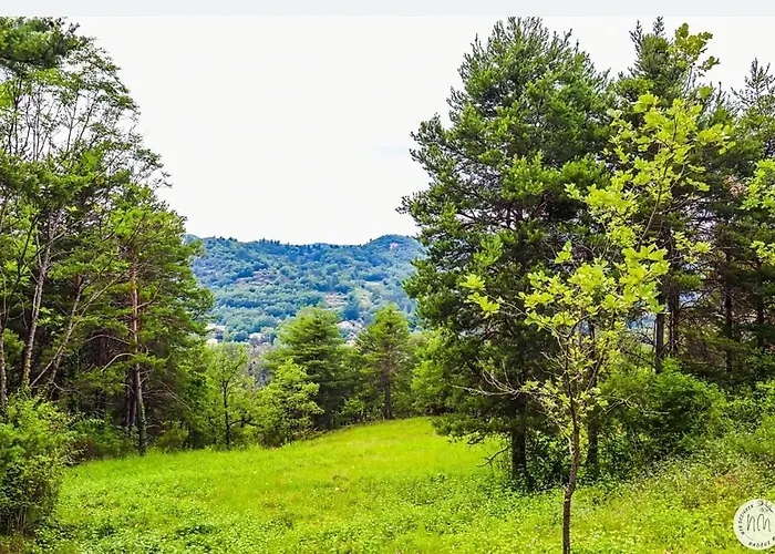 Des Pins * Beynes (Alpes-de-Haute-Provence)