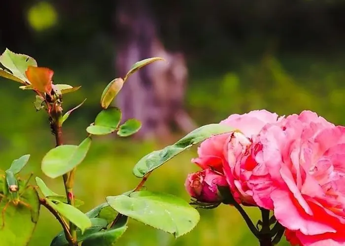 Des Pins Guest house Beynes (Alpes-de-Haute-Provence)